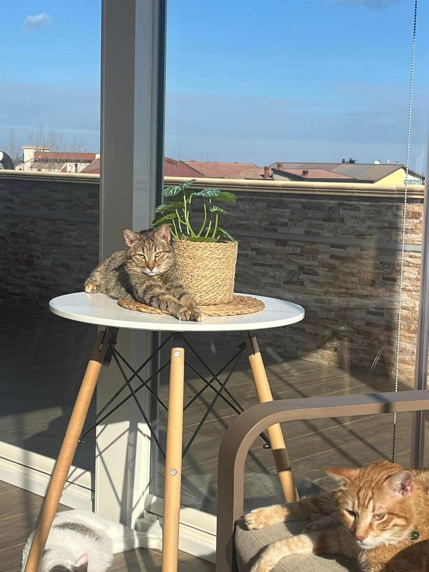 B&B La Terrazza Polifrone Cotronei Esterno foto